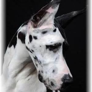 Meet your Posher, Sandy